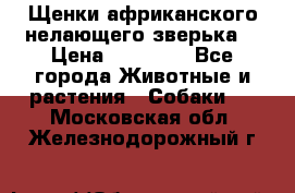 Щенки африканского нелающего зверька  › Цена ­ 35 000 - Все города Животные и растения » Собаки   . Московская обл.,Железнодорожный г.